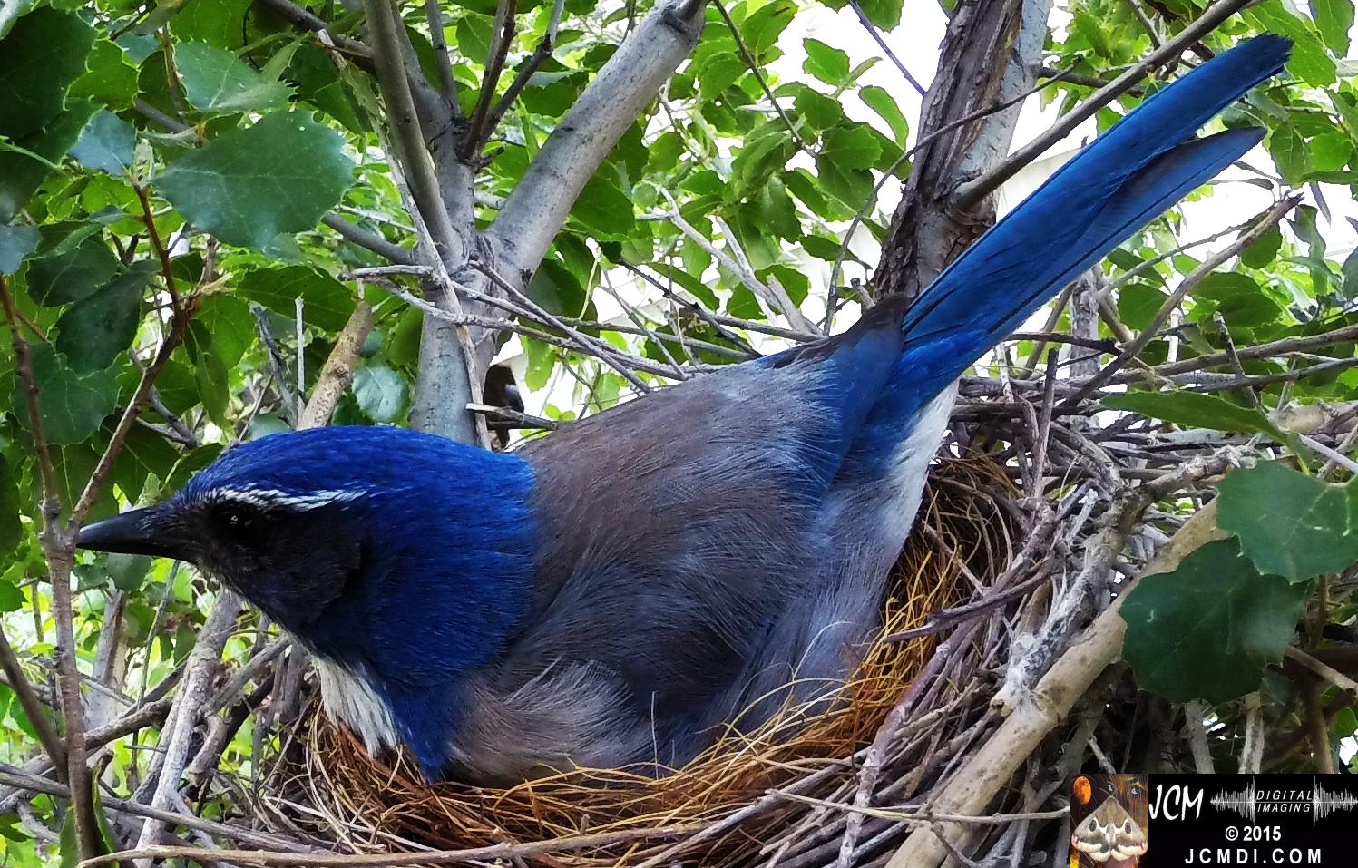 Scrub Jay nest and activity GoPro Hero3+ Black 3-3132015 Santa Clarita JCMDI.COM